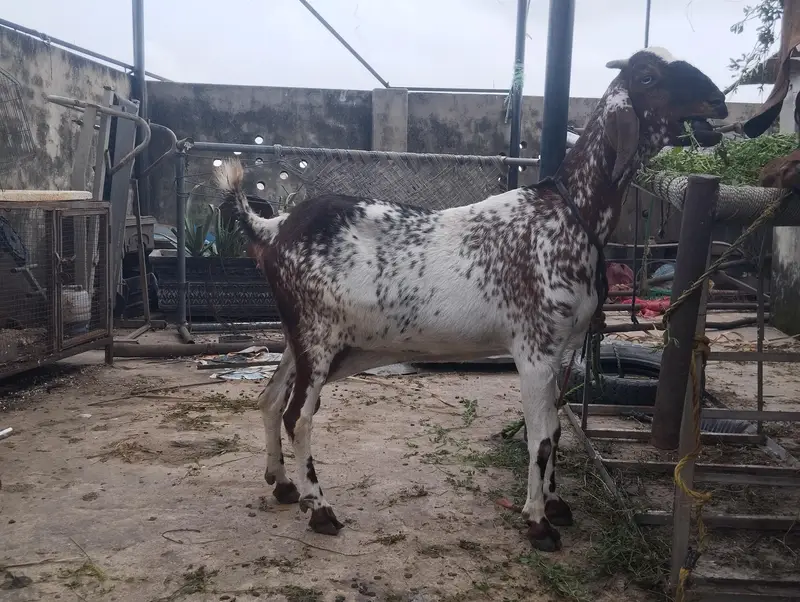 *Desi Female  bakri Available* — photo 4