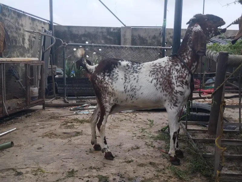 *Desi Female  bakri Available* — photo 5