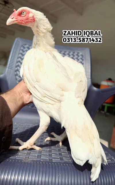 paper white female young female