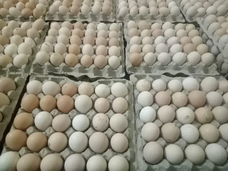 Fresh Desi Anday Farm Rate per available hain — photo 2