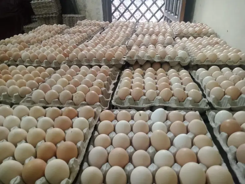 Fresh Desi Anday Farm Rate per available hain — photo 5