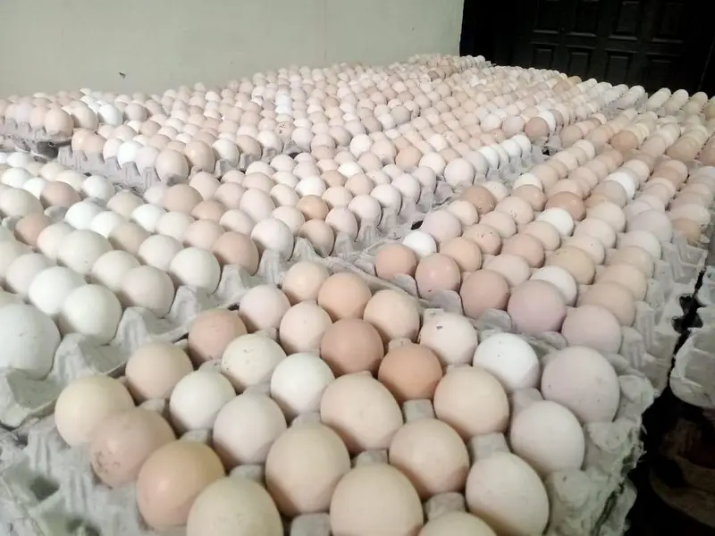 Fresh Desi Anday Farm Rate per available hain — photo 7