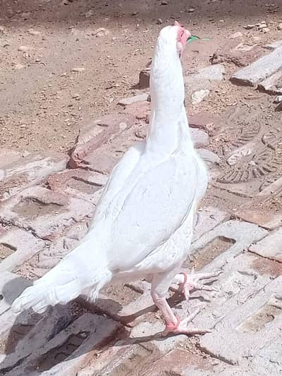Paper white heera female