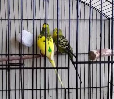 breedr pair