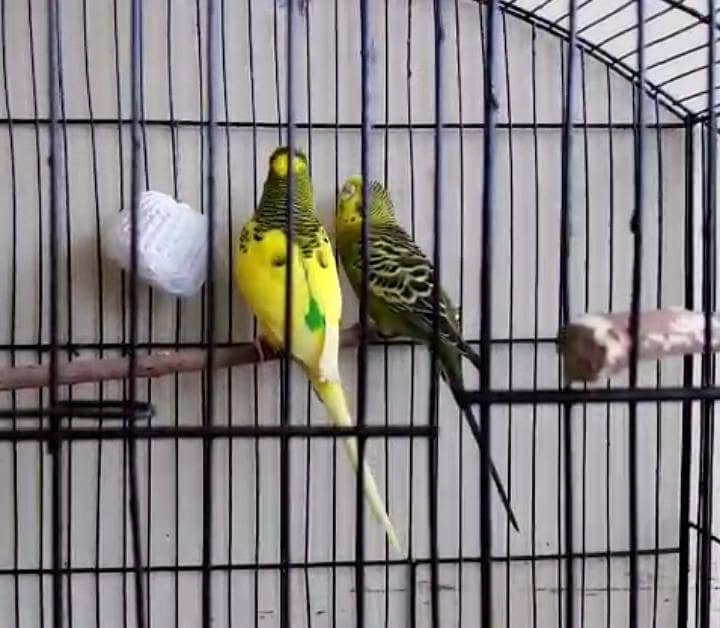breedr pair 0
