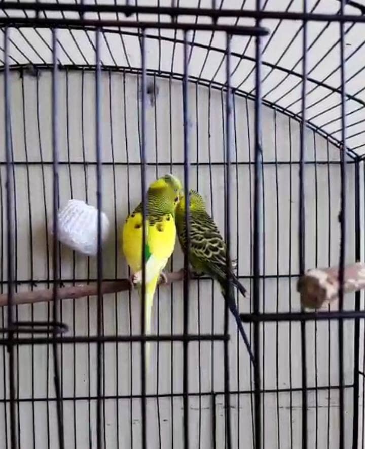 breedr pair 1
