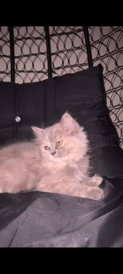 kitten