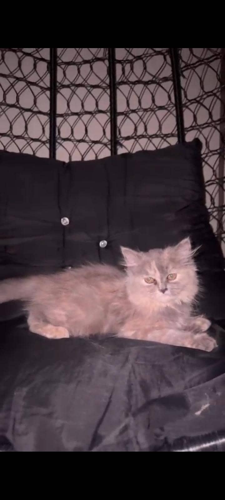 kitten 1