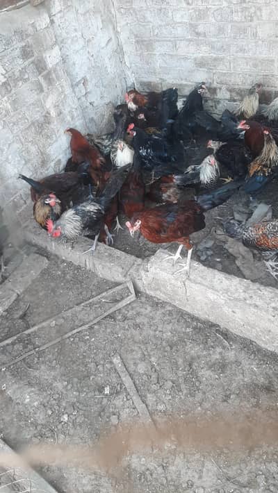 ghar k paly desi murgy 1000Rs kilo