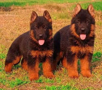 German Pupps | German Shepherd Pupps | GSD black puups For Sale