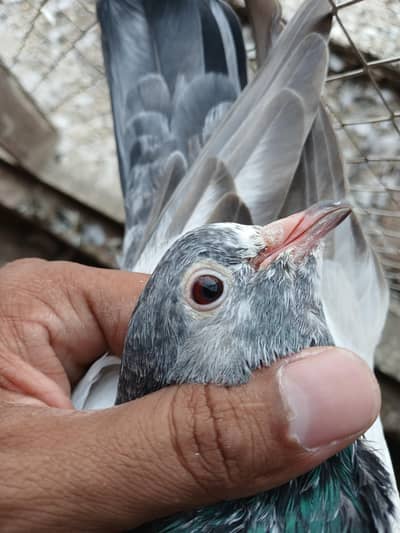 breeder pair 03299779966
