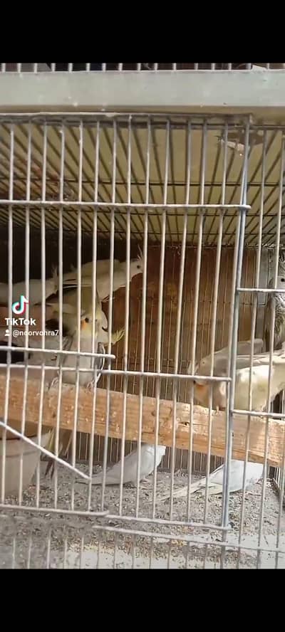 Adut pair and all cage and all birds sale