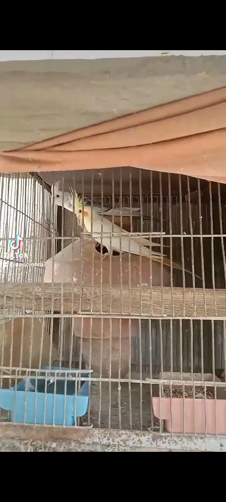 Adut pair and all cage and all birds sale — photo 2