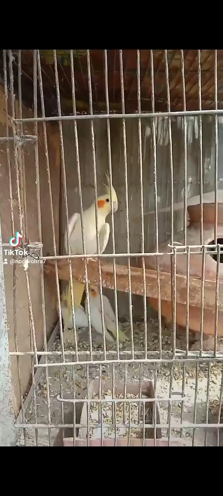 Adut pair and all cage and all birds sale — photo 3