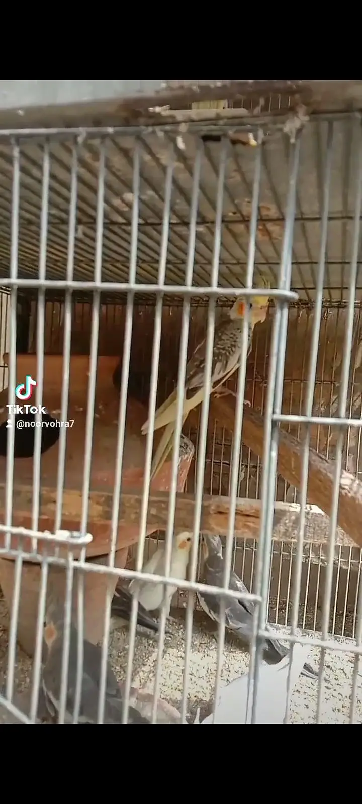 Adut pair and all cage and all birds sale — photo 4