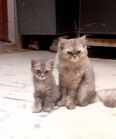 Little one Turkish and second one person.    20,000 & 35,000