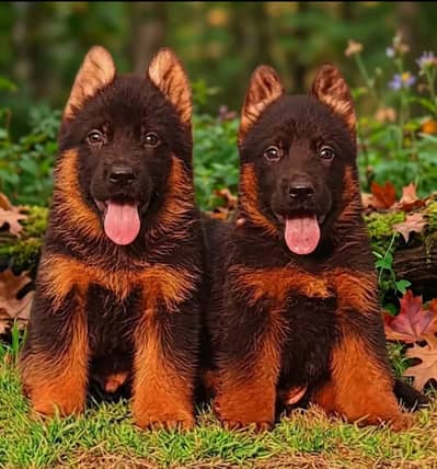 German Shepherd Pupps | long Coat German Pupps | Pupps For Sale | GSD