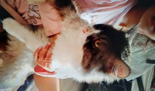 Persian male cat
