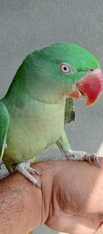 kashmiri Raw Breeder Female For Sale With Cage