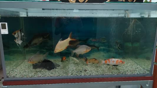 Healthy well grown fishes