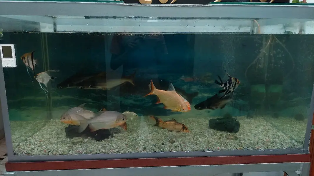 Healthy well grown fishes — photo 2