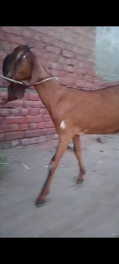 female jori 03219248458