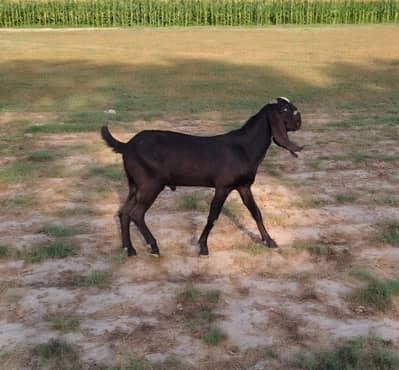 Beetal Goat Pair For Sale