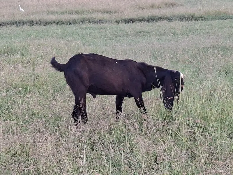Beetal Goat Pair For Sale — photo 2