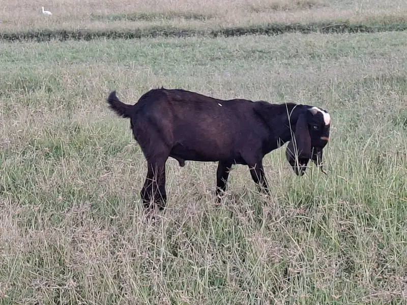 Beetal Goat Pair For Sale — photo 3