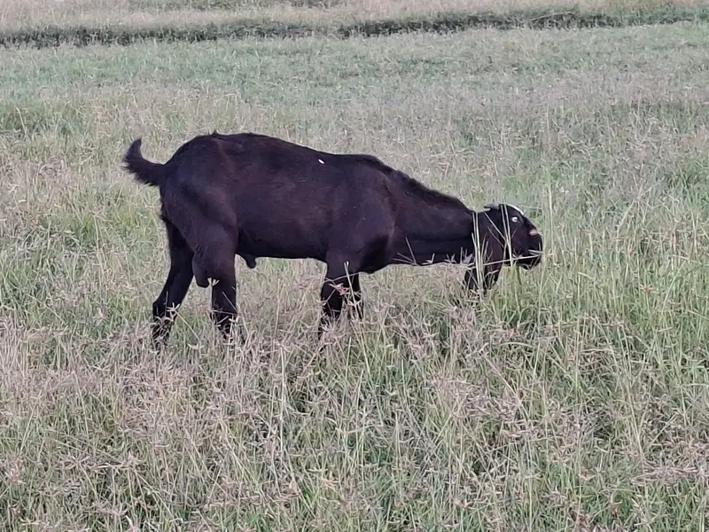 Beetal Goat Pair For Sale — photo 4