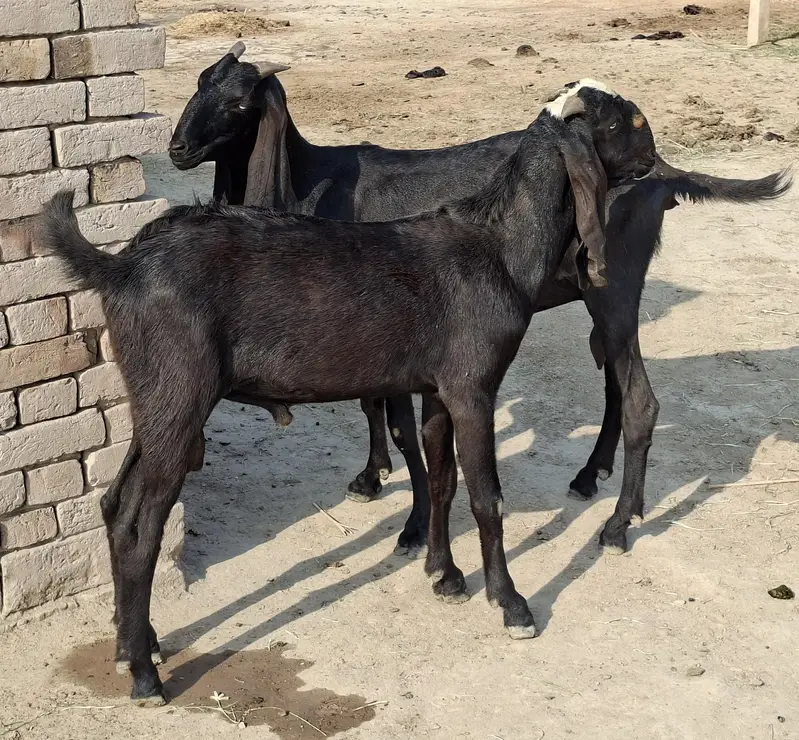Beetal Goat Pair For Sale — photo 5