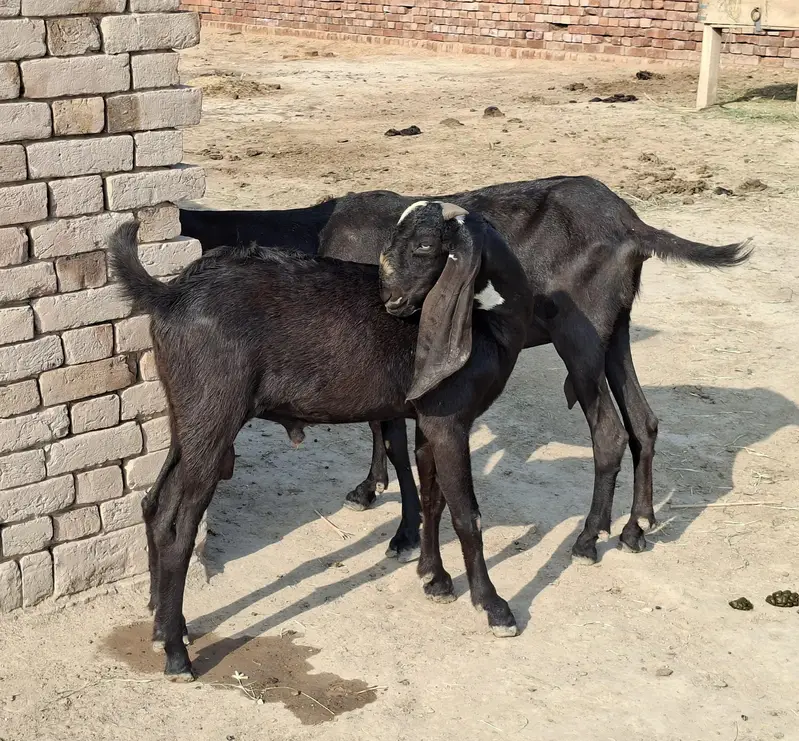 Beetal Goat Pair For Sale — photo 6