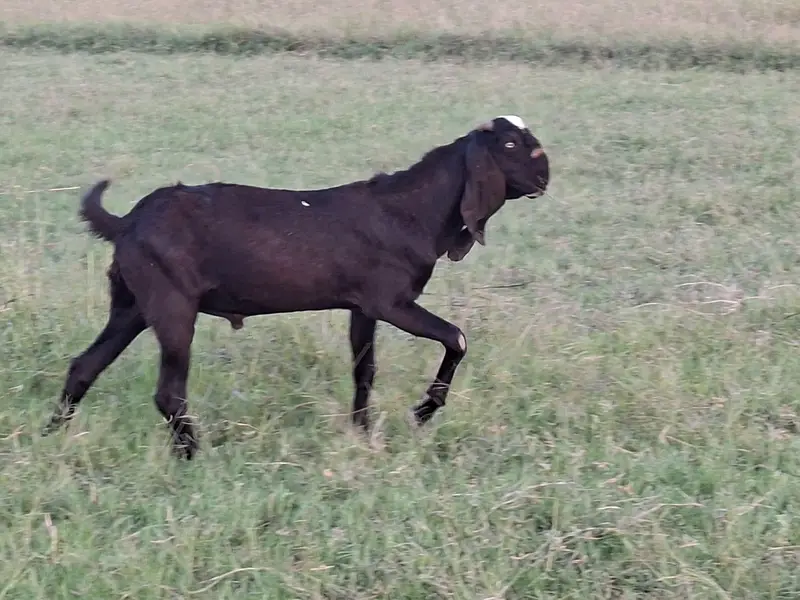 Beetal Goat Pair For Sale — photo 7