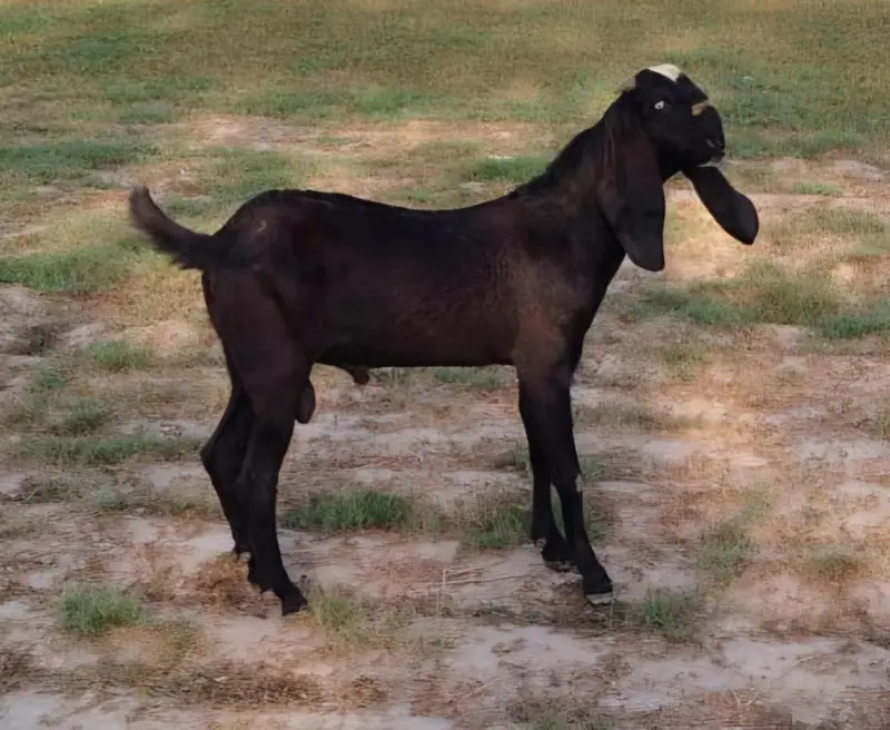 Beetal Goat Pair For Sale — photo 8