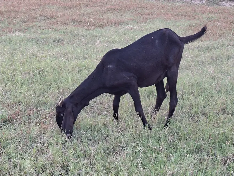 Beetal Goat Pair For Sale — photo 10