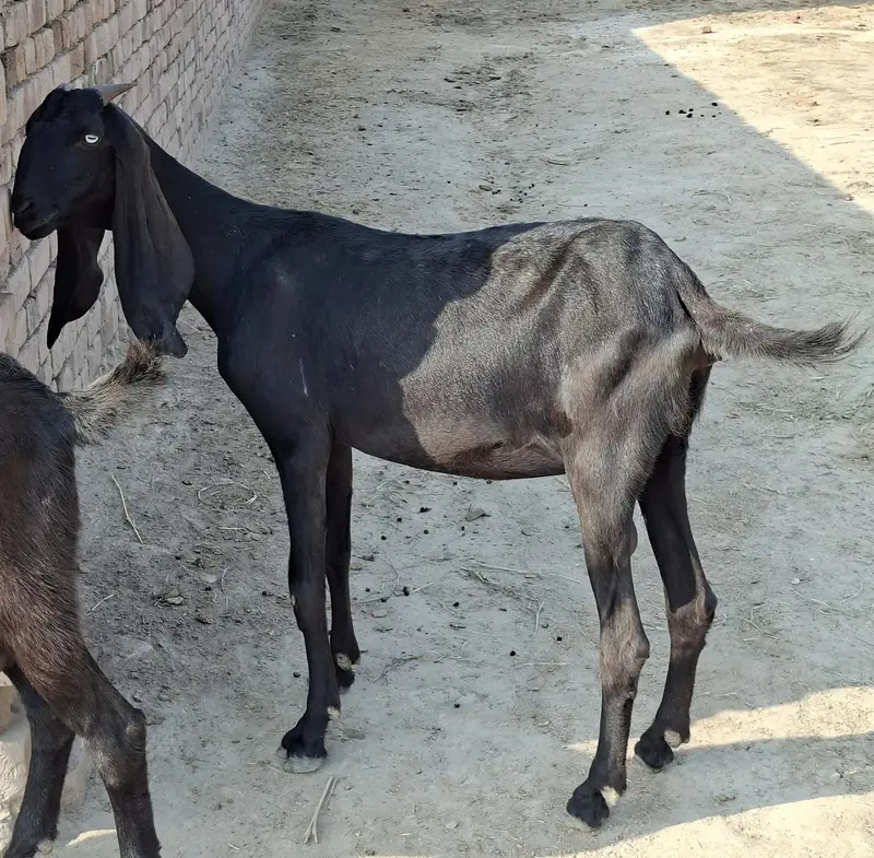 Beetal Goat Pair For Sale — photo 11