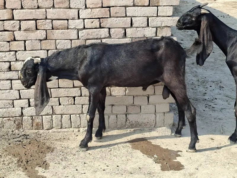 Beetal Goat Pair For Sale — photo 12