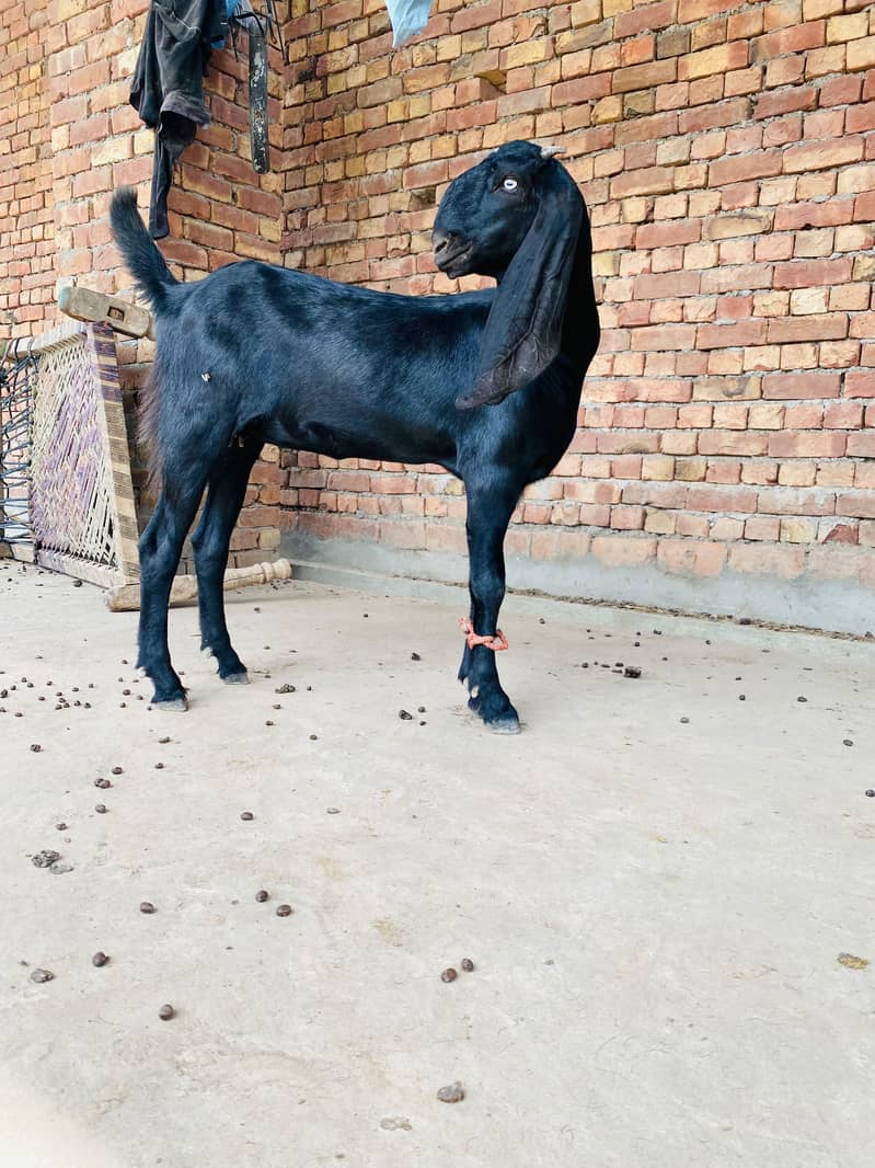 ناگری بیتل پٹھ 0