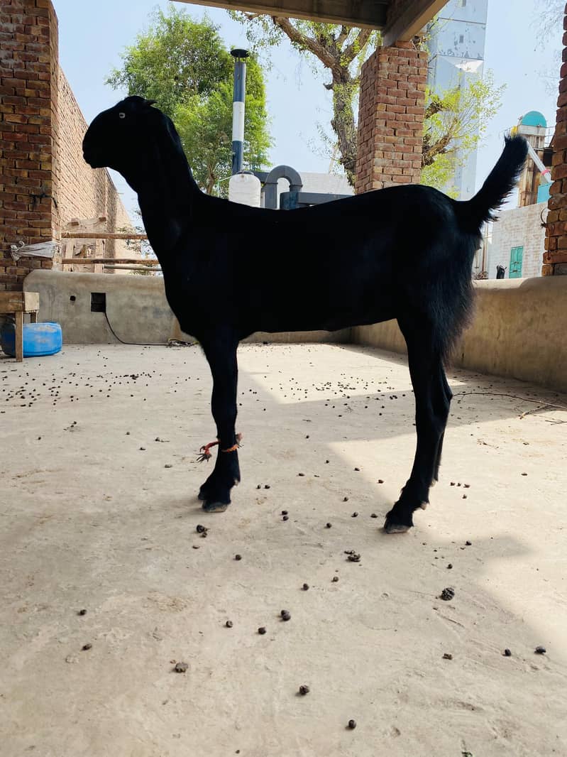 ناگری بیتل پٹھ 1