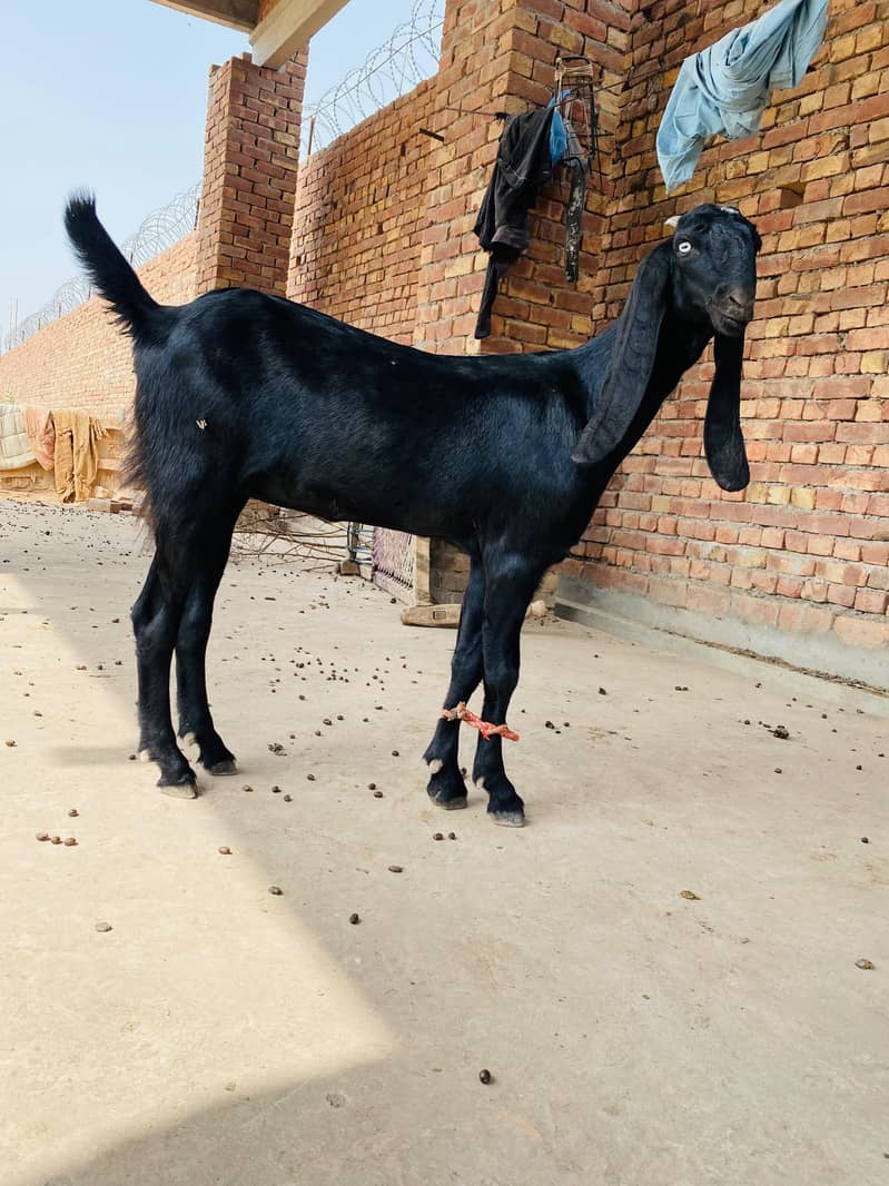 ناگری بیتل پٹھ 3