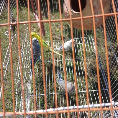 Australian parrot