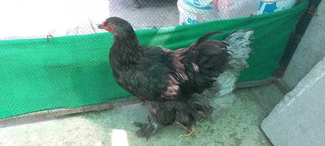 Brahma