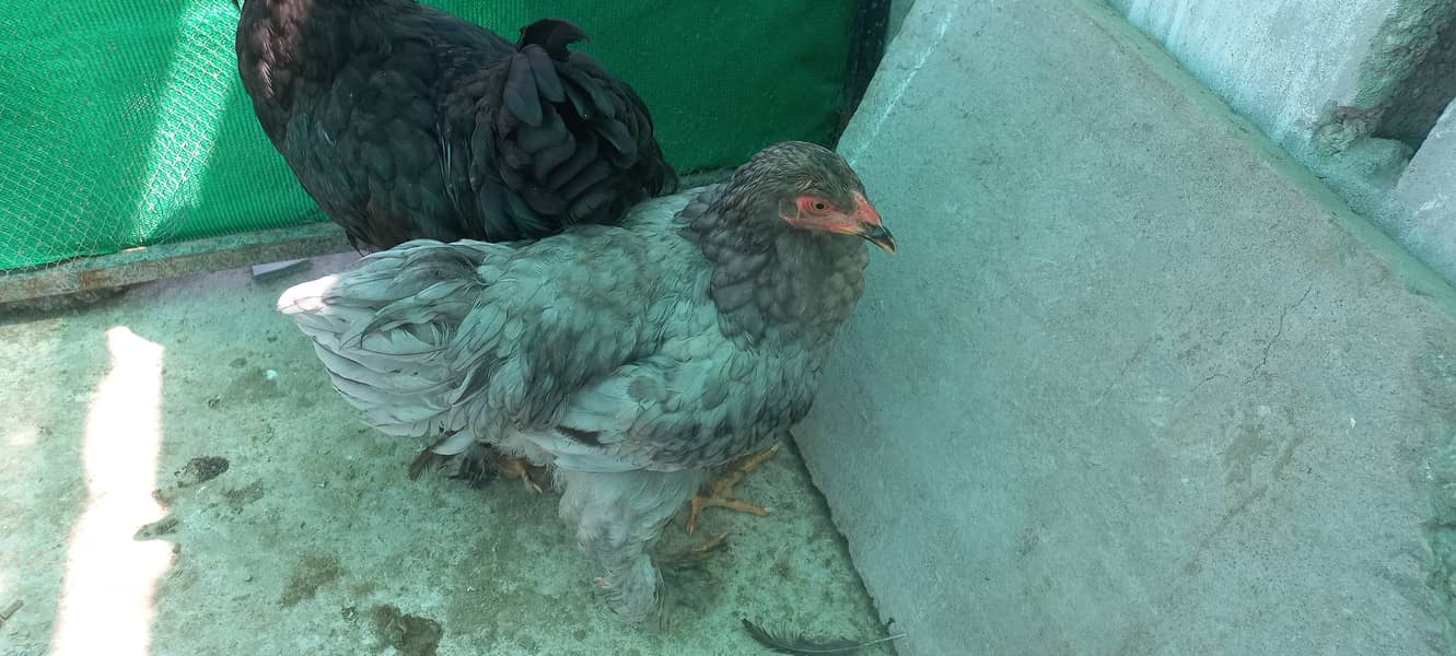 Brahma 1