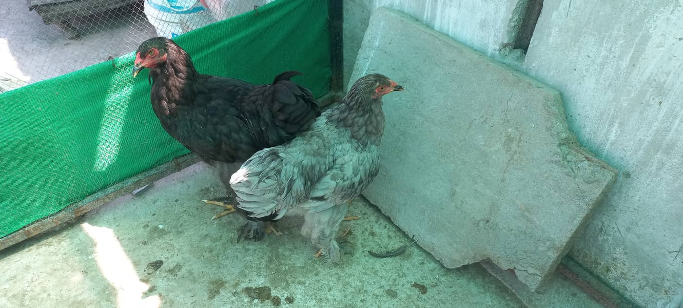 Brahma 2