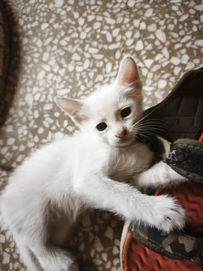 kitten for sale
