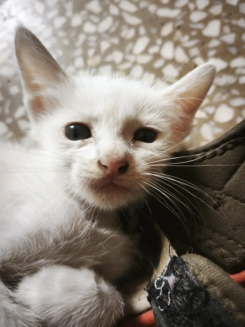 kitten for sale — photo 2