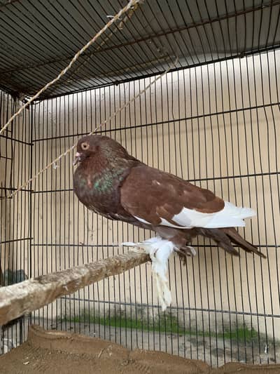 2 male 1 female pigeons available