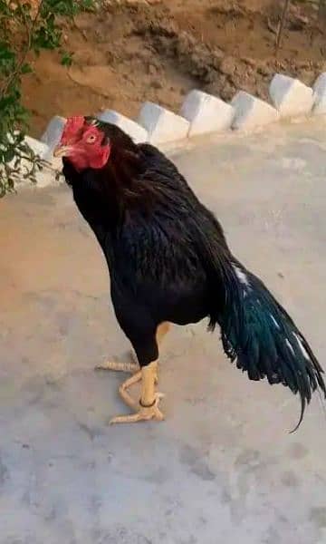 black aseel murgha , heera murghi , black aseel chicks