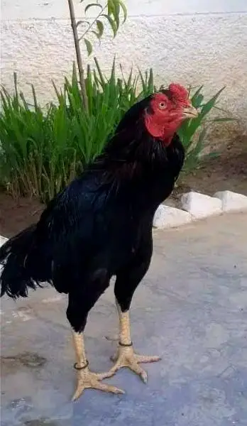 black aseel murgha , heera murghi , black aseel chicks — photo 2