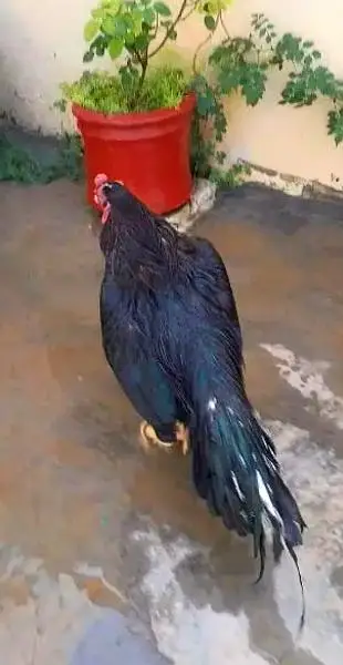 black aseel murgha , heera murghi , black aseel chicks — photo 3
